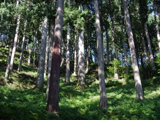 日本最古の人工林を守る取り組み