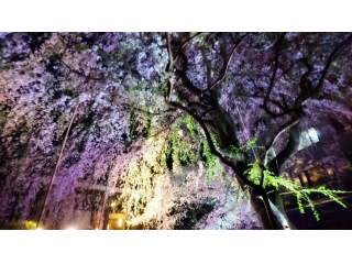 ＼＼夜桜ライトアップ／／