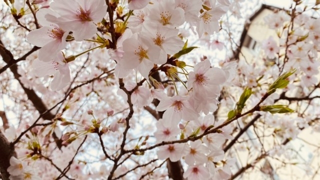 束の間の晴れ！！あいにくの雨続きですが、桜が散ってしまわないことを祈ります…！
