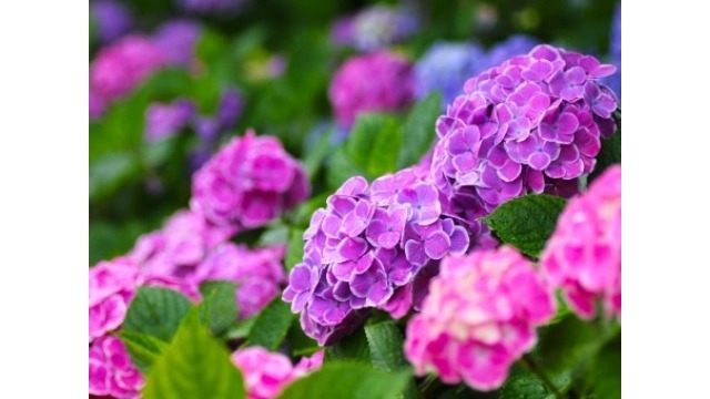 自分の色と紫陽花の色
