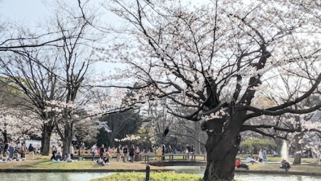 桜が咲いてました・・！