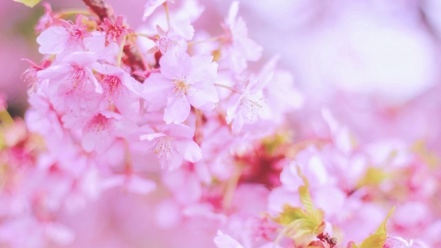 桜で連想すること