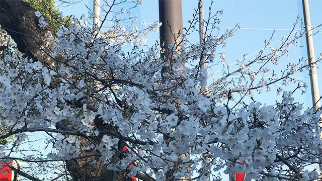 上野公園も桜が咲き始めています♬  スタッフブログ：111日目