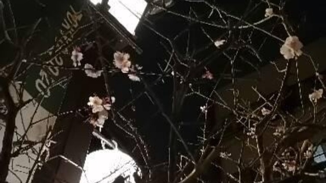 桜の花♡♡