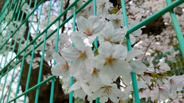 桜・・・きれいでしたね♪