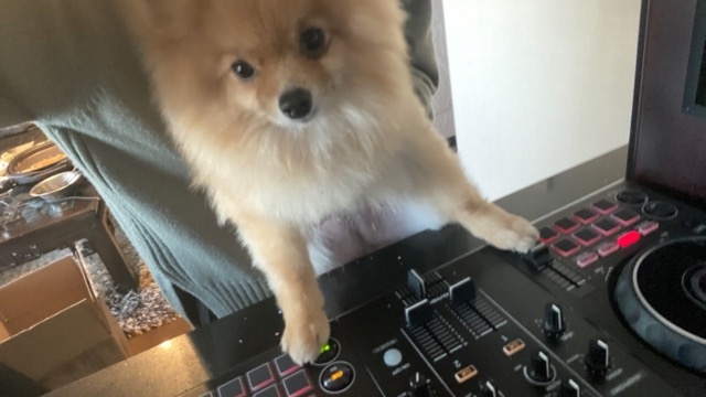 愛犬、DJをする。