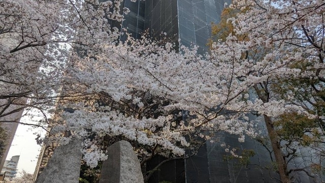 桜を見てきました！　#24卒