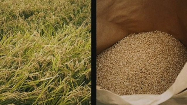 お米作り体験　稲刈りと脱穀（2022年9月29日）